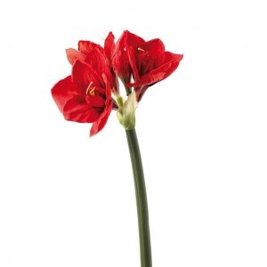 Декоративно цвете Leonardo Амарилис, Червен, 22 x 23 x 73 см